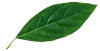 leaf-1-100x51-3 leaf-1-100x51-3