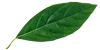 leaf-100x50-2 leaf-100x50-2