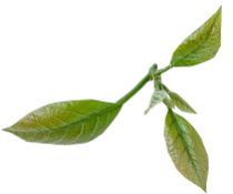 leaf2-210x175-2