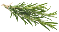 rosemary-200x110-2 rosemary-200x110-2
